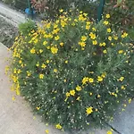 Ohel * Plazhi San Pietro