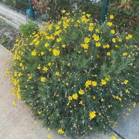 Ohel * Plazhi San Pietro