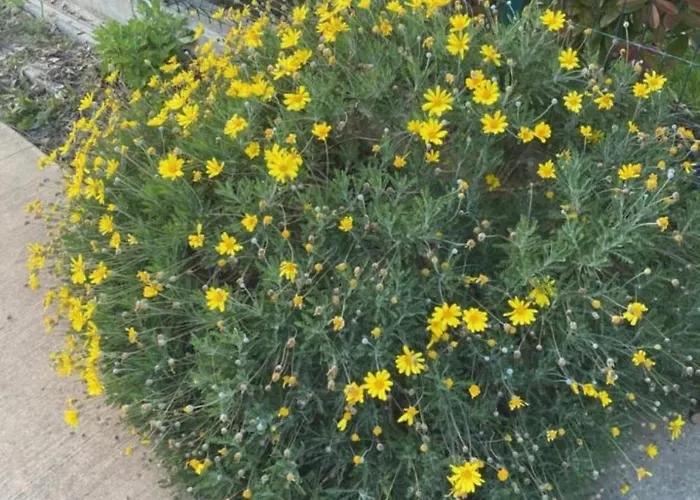 Ohel * Plazhi San Pietro